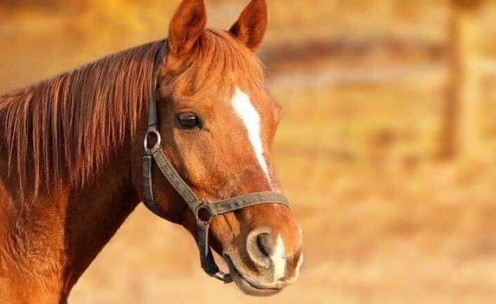 Significado de Sonhar com Cavalo