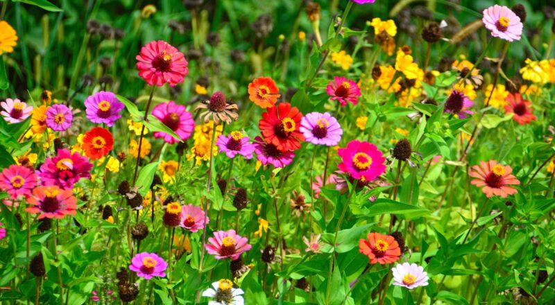 Significado de Sonhar com Flores