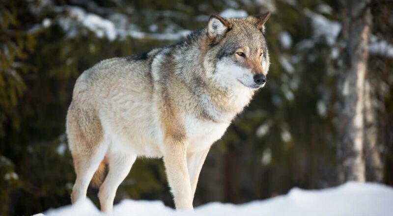 Significado de Sonhar com Lobo